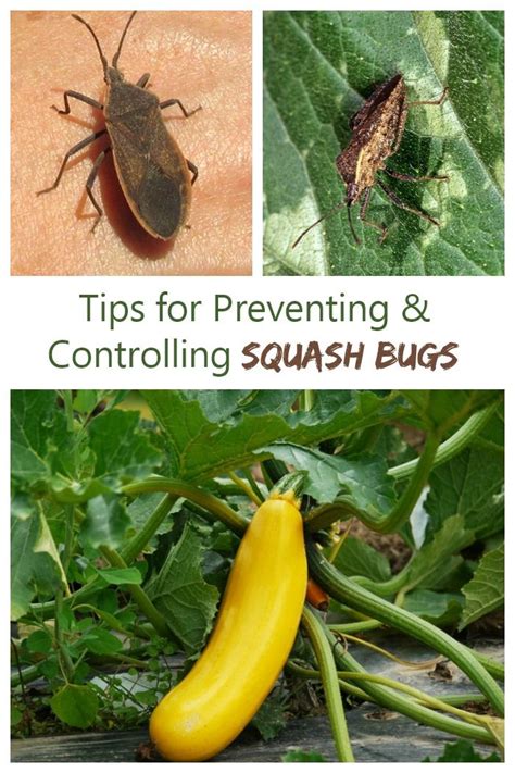 Squash bug control. Things To Know About Squash bug control. 